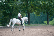 What are the differences between a walk, trot, canter, and gallop?