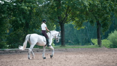 What are the differences between a walk, trot, canter, and gallop?