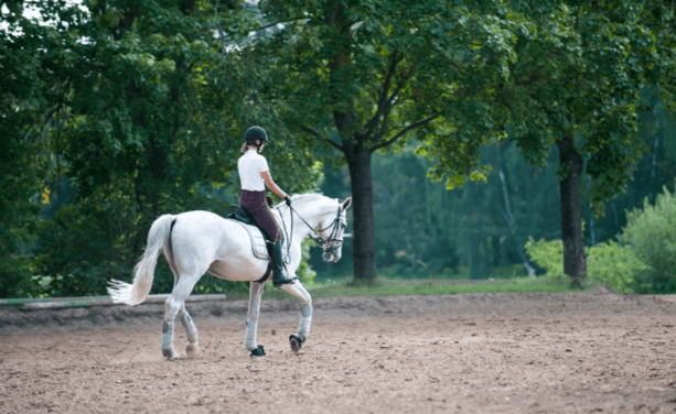 What are the differences between a walk, trot, canter, and gallop?