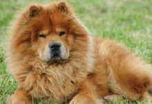 Cute:8kisdoajno8= Chow Chow