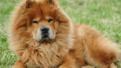 Cute:8kisdoajno8= Chow Chow