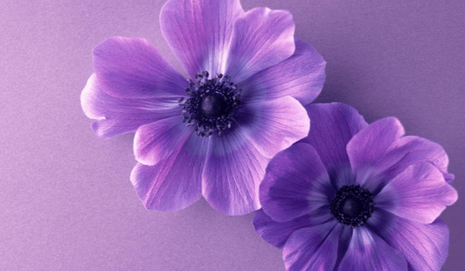 Cute:8rqmaagc8to= Purple Wallpaper