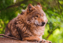 Cute:8td8pfoiyrq= Red Wolf